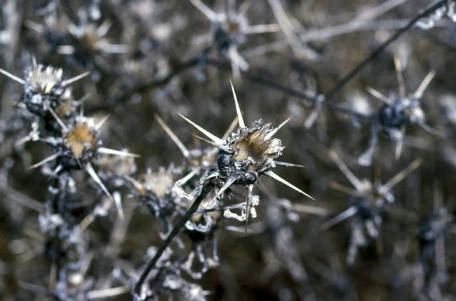 Iberian starthistle is a noxious, quarantined weed in California.