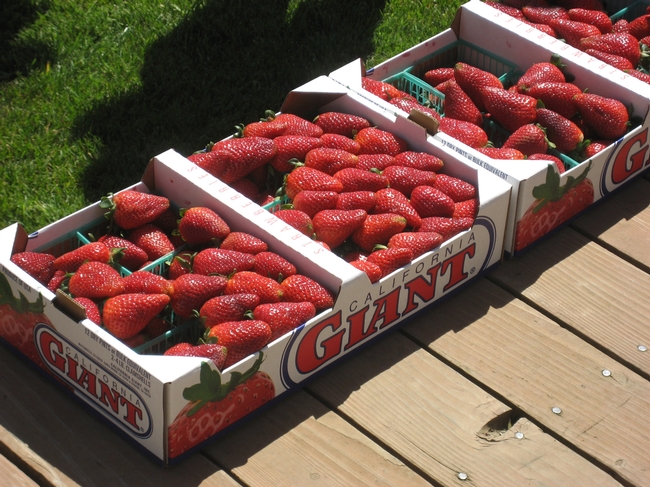Strawberry-berry crate