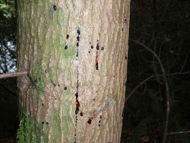 Tanoak tree with reddish sap weeping from its bark.