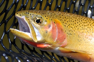 Fish biologist Peter Moyle says most native fishes, like this cutthroat trout, will suffer population declines and some face extinction from climate change.