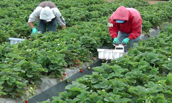 Farmworkers harvest strawberries at DB Specialty Farms in Santa Maria.