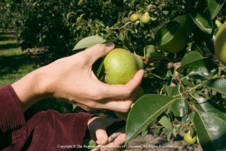 A hand pulls a ripe pear from a tree.