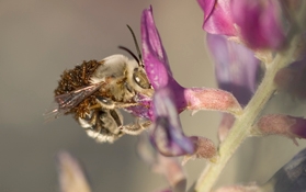 Bee foraging on milkvetch blossom.