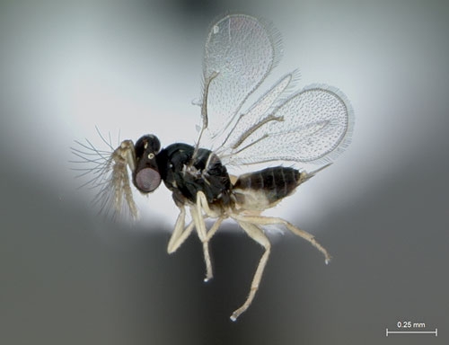 A beneficial insect collected in Pakistan was released in California Dec. 20.