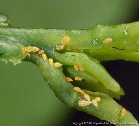 Asian citrus psyllid nymphs and eggs feed on a citrus stem.