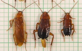Broad wood cockroach Parcoblatta lata (from left): adult male, adult female and nymph. (Photo courtesy of Coby Schal)