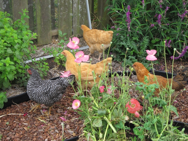 Adolescent Chickens in the Yard