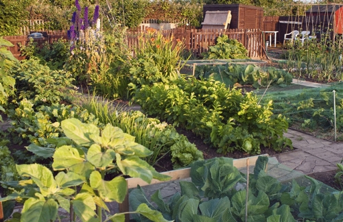 Vegetable-Garden-Photo-Web-
