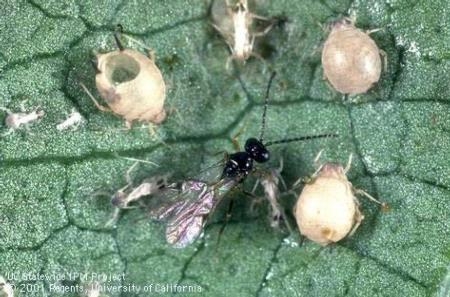 Aphid parasite and mummies