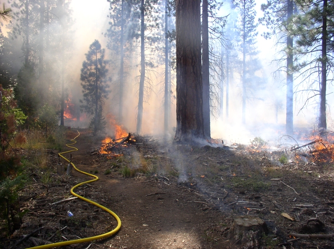 Prescribed fire in the Sierra Nevada mixed conifer forest.
