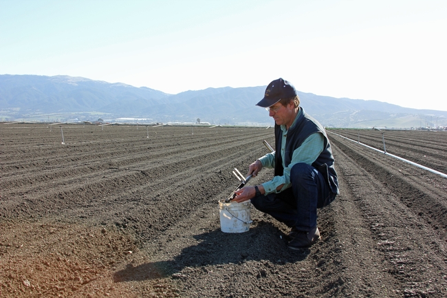 Richard Smith, UC Cooperative Extension advisor in Monterey County, samples soil for nitrogen. (Photo by Jeannette Warnert.)