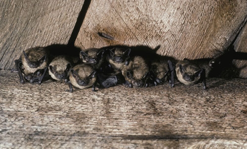 A colony of big brown bats.