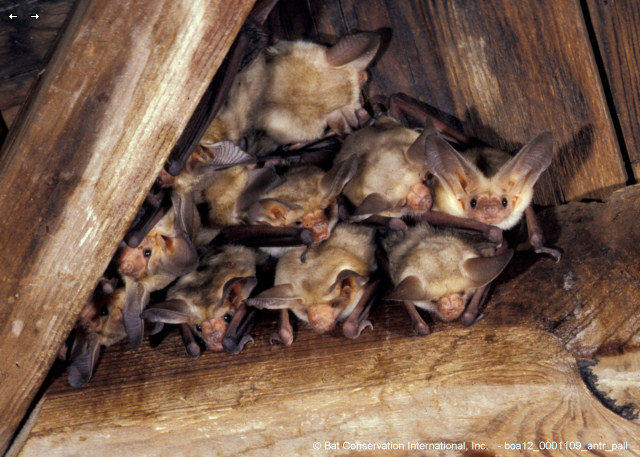 © Merlin D. Tuttle, Bat Conservation International, www.batcon.org