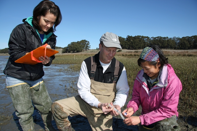 Professor and Cooperative Extension Specialist Ted Grosholz (center) has a research site on San Francisco Bay to study the effects of an invasive Spartina cordgrass on native Spartina(pictured) and other organisms. With him in this photo are junior specialist Jessica Couture (left) and post-doctoral researcher Sylvia Yang (right), both members of the Grosholz lab in the Department of Environmental Science and Policy at UC Davis. (Photo by John Stumbos/UC Davis)