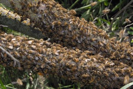 Swarms of bees looking for a new home are usually gentle.