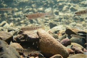 juvenile steelhead trout in a stream