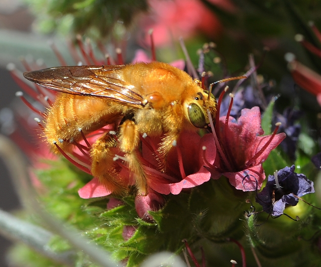 a male Valley carpenter bee (Xylocopa varipuncta) on a tower of jewels (Echium wildpretii) Photo: Kathy Keatley Garvey