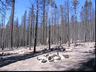 100 percent tree mortality caused by the Angora fire, August 2007.
