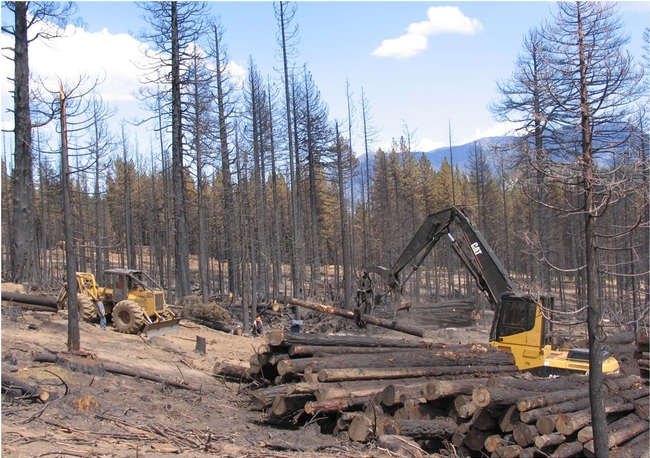 Fire-killed trees were skidded to a landing and taken to a lumber mill, September 2007.