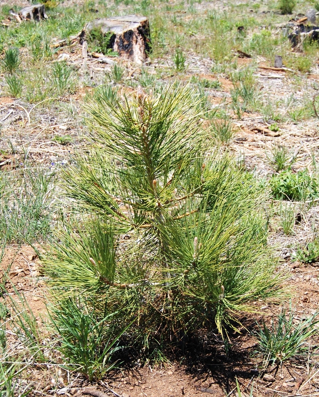 Jeffrey pine seedling planted after the Angora fire in 2007.