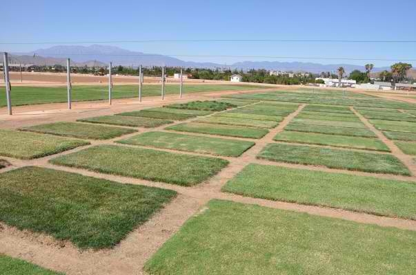 The photo shows green squares of groundcover test plots.