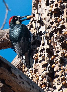 Acornwoodpecker