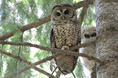 adult and juvenile owl
