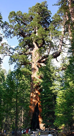 GiantSequoia