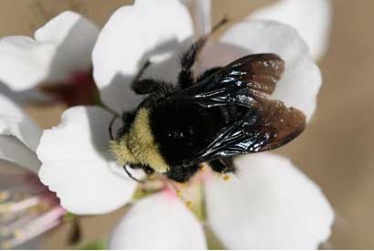 wild bee on an almond flower