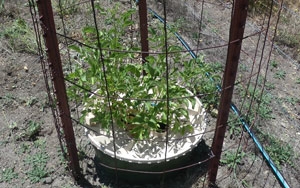 An elderberry growing in a Waterboxx.