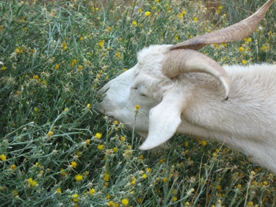 Goats have large lives that allow processing of compounds less digestible or more toxic to other grazers.