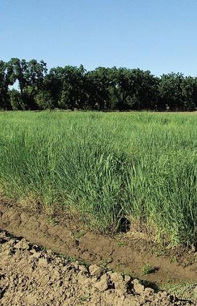 In the second year of production, switchgrass in El centro yielded 17.6 tons per acre, and productivity tends to increase through the third and fourth years.