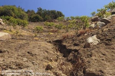 Soil erosion from water runoff in avocado grove. Deep gully eroded in steep slope. Trees are growing among bare soil. Photo by David Rosen.