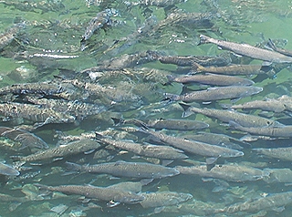 Spring-run Chinook salmon, photographed in Butte Creek (Allen Harthorn/Friends of Butte Creek)