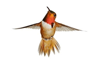 hummingbird 310