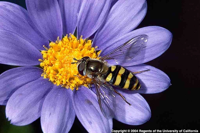 an adult syrphid fly