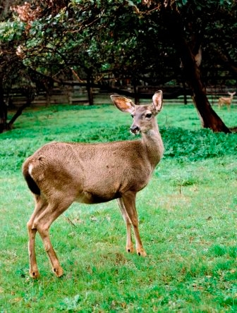 Deer 003