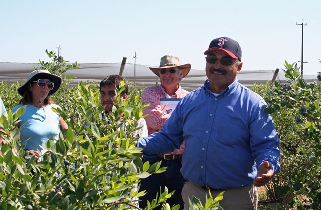 Manuel Jimenez lead a tour of the 12-year-old blueberry variety trial.