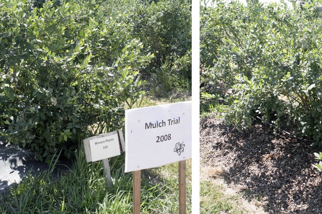 Two of the treatments in a blueberry mulch trial are woven plastic (left) and walk-on bark.