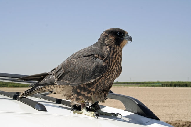 A two-month-old falcon demonstrated biological bird control at the blueberry open house.
