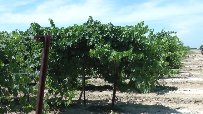 Winegrapes growing at the UC Kearney Agricultural Research and Extension Center.