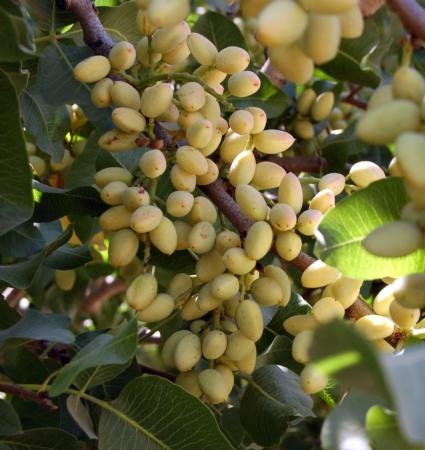 kearney pistachio