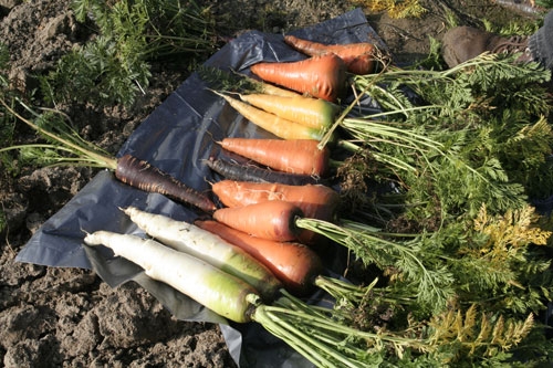 Carrots come in a rainbow of colors.