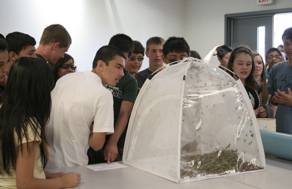 Students peer into a tent filled with leaf footed bugs.