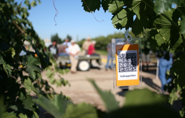 Grape Day participants could scan a QR code in a grape vine to get more information on the variety.