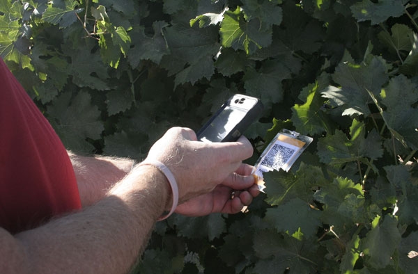 A field day participant scans the tag on Schioppettino grapevine.