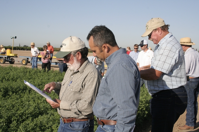 Farmers view alfalfa varieties.