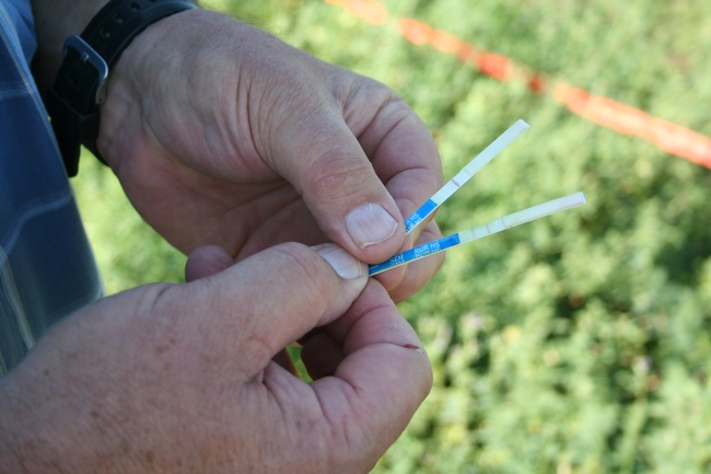 One way for farmers and buyers to be certain a non-GMO crop doesn't have the Roundup Ready gene is with a simple test that can be used in the field or on baled hay.