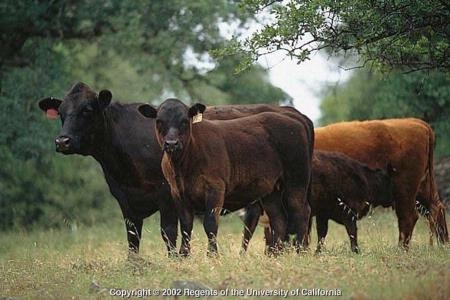 calves grazing