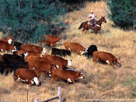 hearding cattle